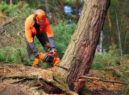 Best Fruit Tree Pruning  in South Woodstock, CT