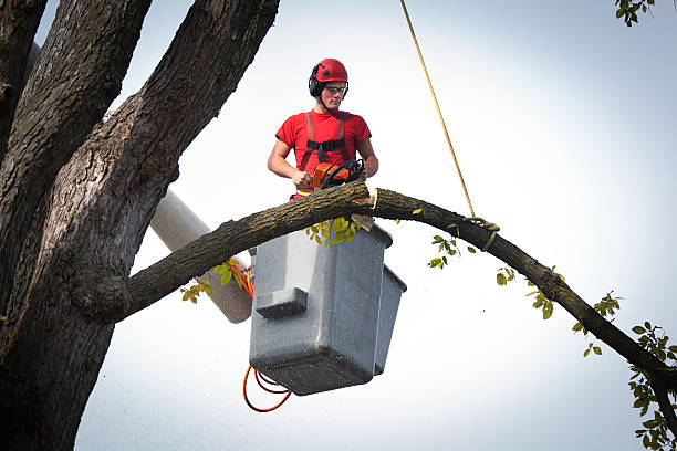 Best Utility Line Clearance  in South Woodstock, CT